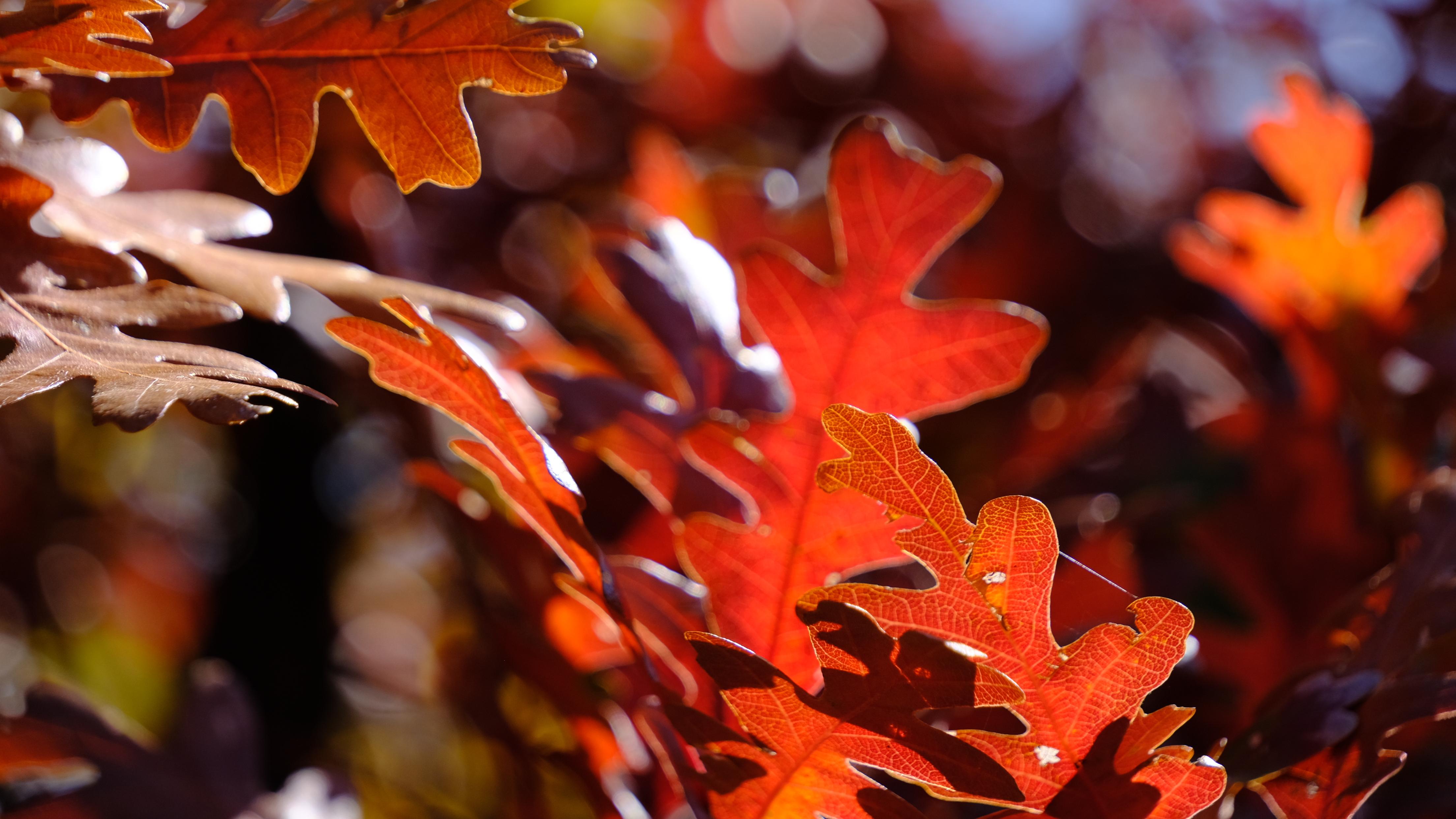 A closeup of bright red oak leaves in the fall