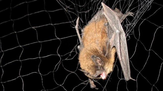 bat in mist net