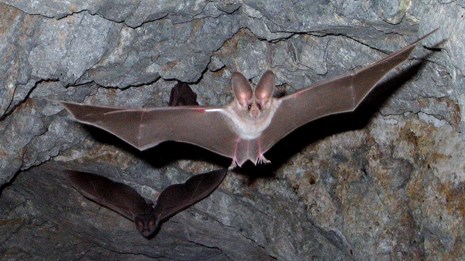 leaf-nosed bat flies in cave