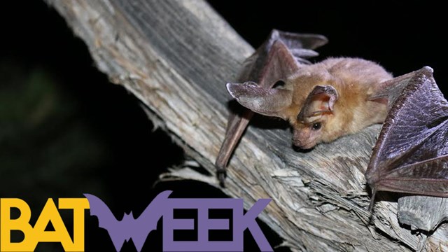 pallid bat on branch