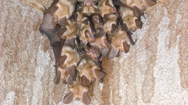 cluster of bats on a wall