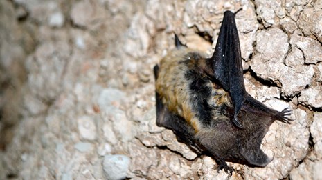 western small-footed bat hangs on rock wall
