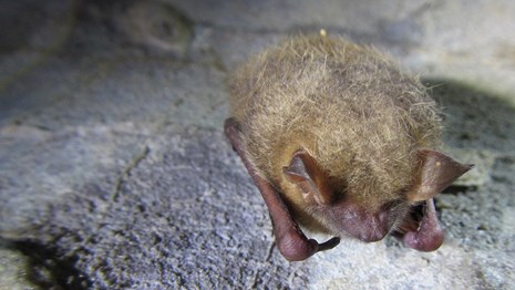 tri-colored bat on cave wall