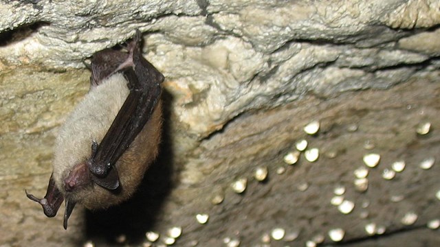 hibernating little brown bat