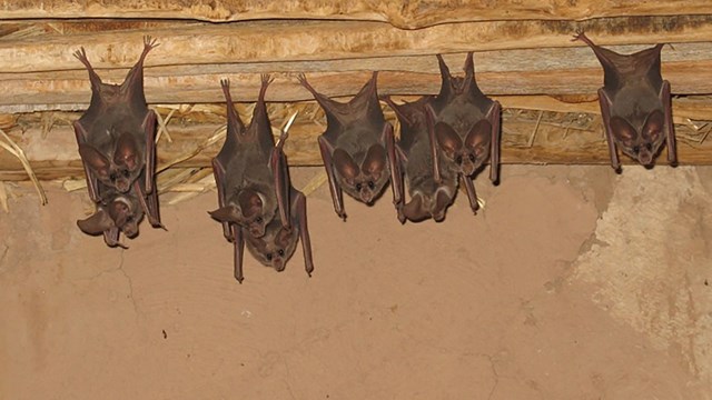 group of roosting bats