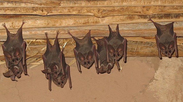 group of roosting bats