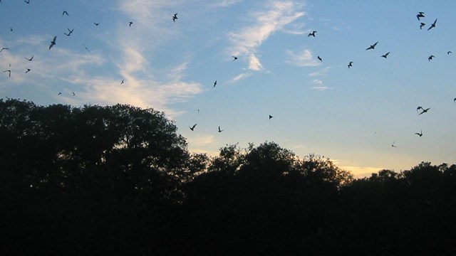 bats fly near cave