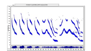 spectrogram of bat call