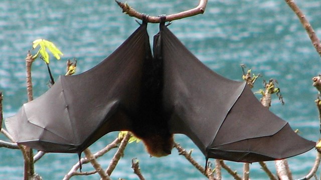 fruit bat hangs from tree