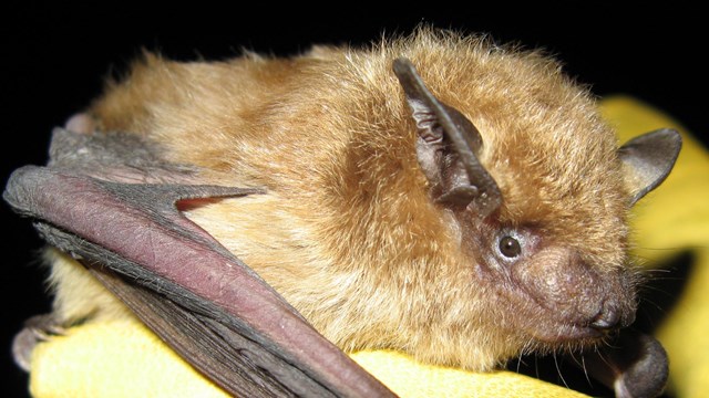 Big brown bat held by scientist