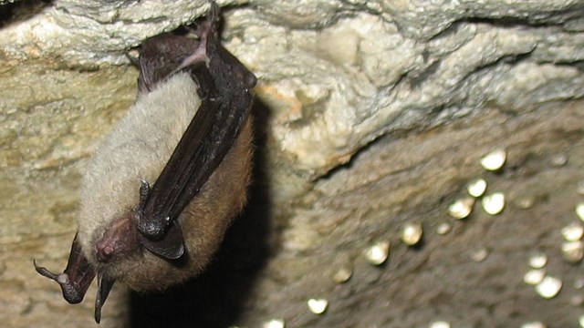hibernating brown bat photo by P Cryan