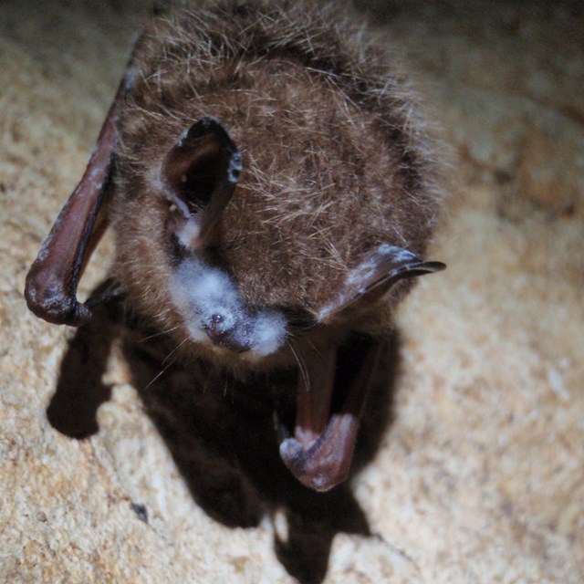 tri-colored bat with white-nose syndrome