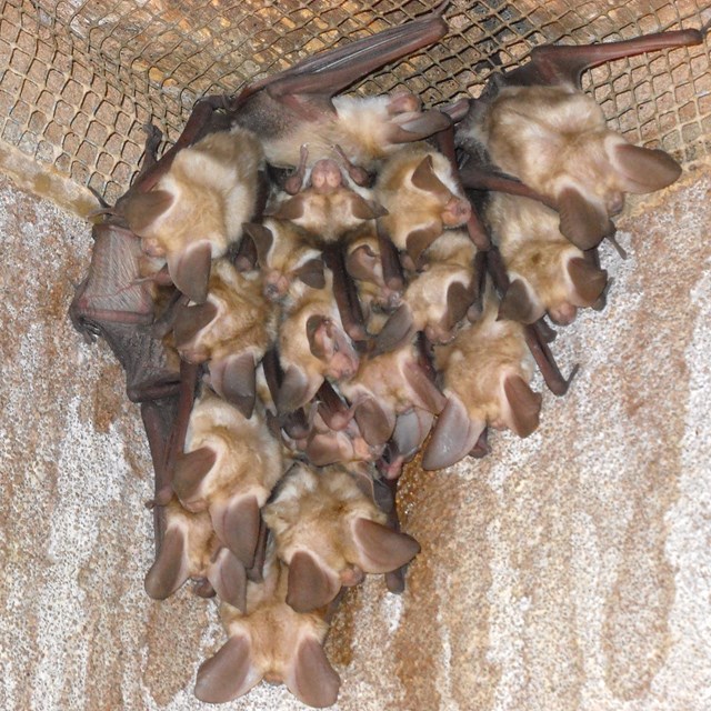 cluster of bats on a wall