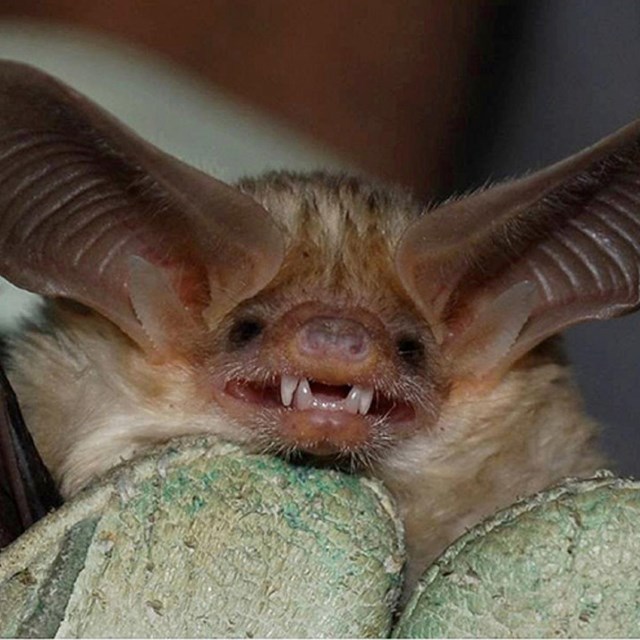 a small bat with large ears appears to smile and wave