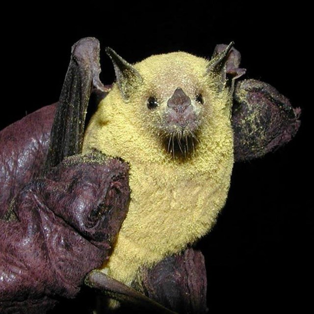 a bat covered in yellow pollen