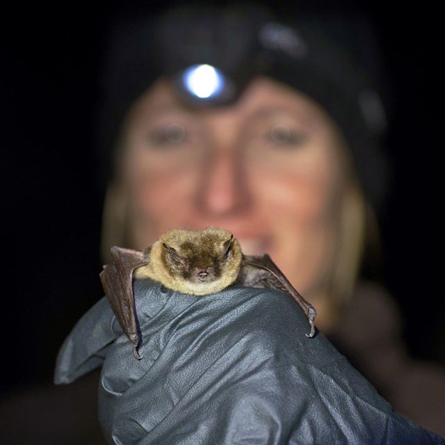 a person wearing a headlamp holds a bat out in a gloved hand