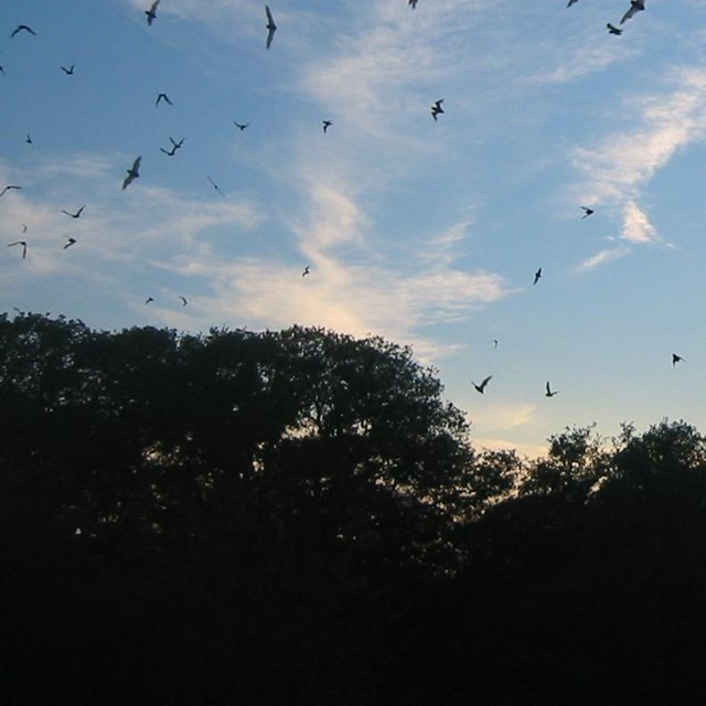 bats fly near cave