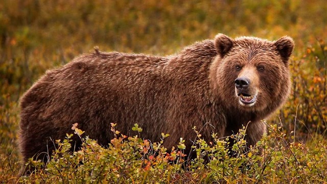 a large brown bear stands in a field in the fall