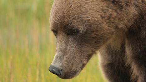 Brown bear up close