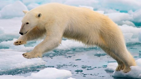 A polar bear jumps across the water