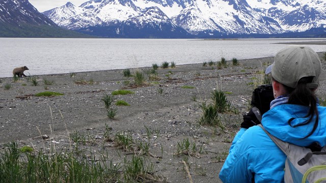 A visitor takes a photo of a bear at a safe distance