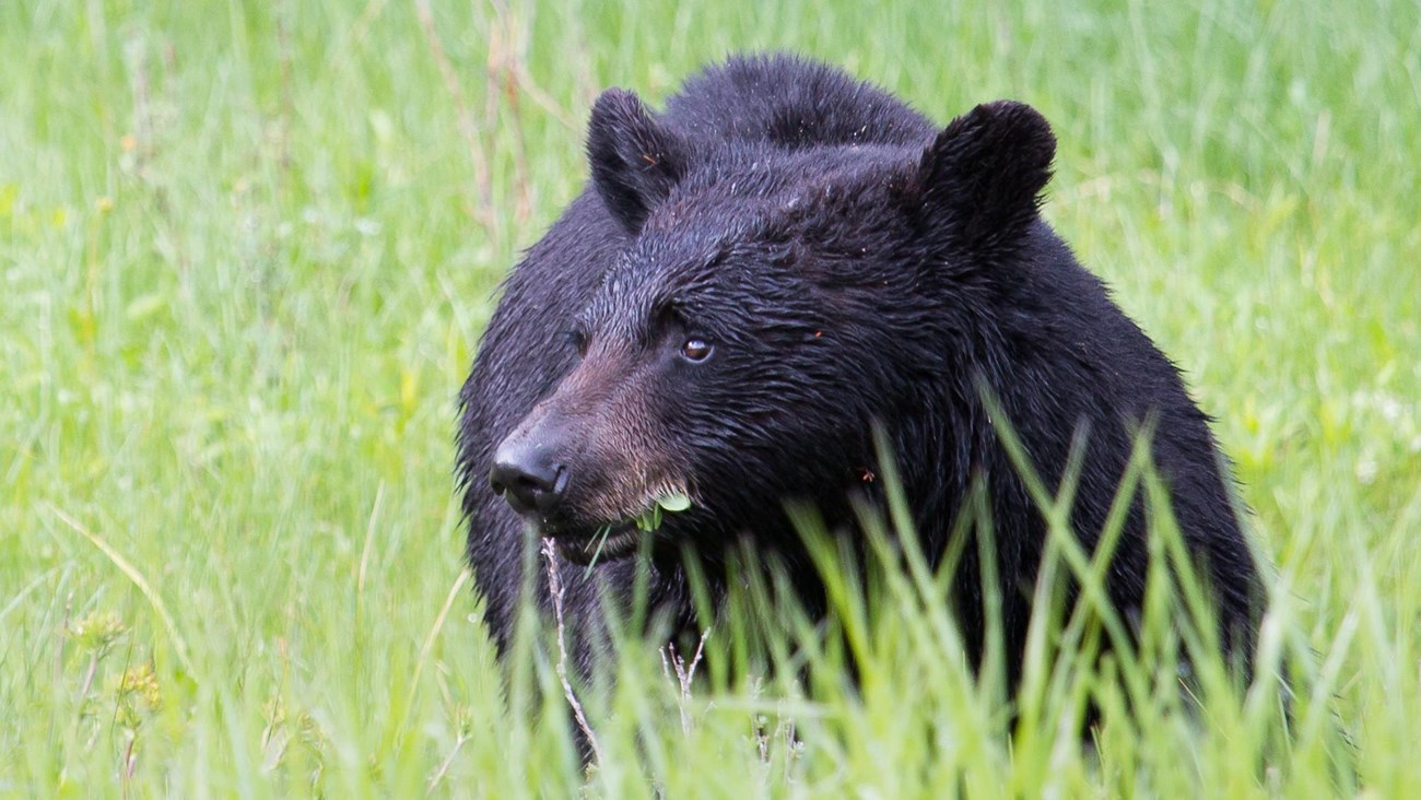 a black bear standing in tall green grass