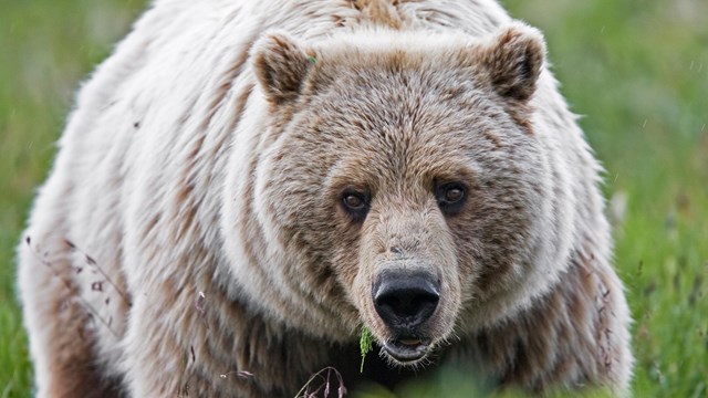 Conservation At Home - Bears (U.S. National Park Service)