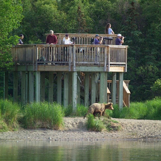 People standing on elevated platform with a bear walking underneath