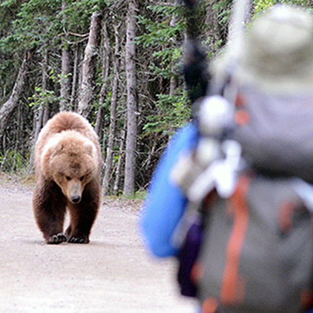 A bear approaches a visitor along a road at Brooks Camp in Katmai National Park and Preserve, Alaska