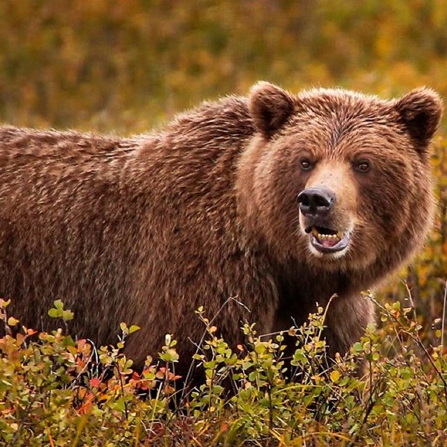 Brown Bear, Species