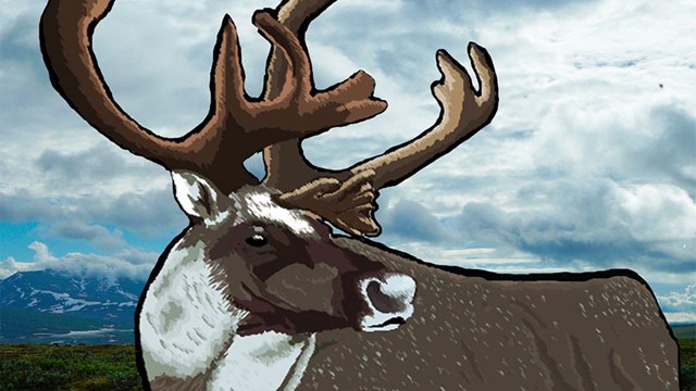 A drawing of a caribou staring into the distance.