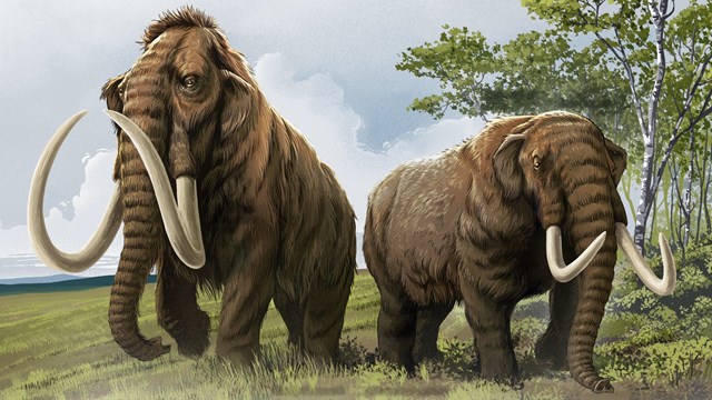 A woolly mammoth and an American mastodon stand side by side with a tree on the right.