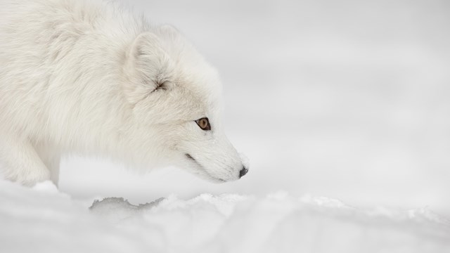 An arctic fox listens closely for small rodents that may be travelling beneath the snow.