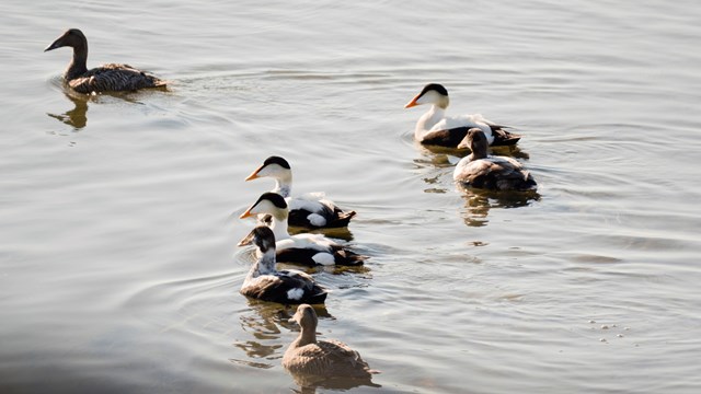 A group of common eider ducks swimming in water.