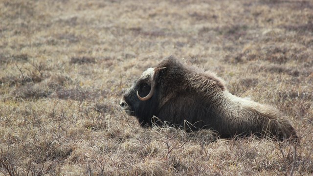 An adult muskox sitting in a field of grass.