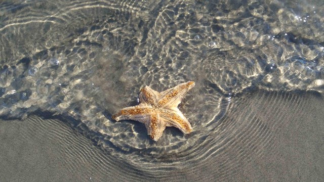 An orange sea star on the beach being brushed by shallow waves.