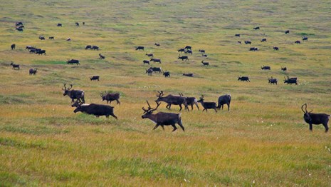 A group of caribou cross a grassy meadow. 
