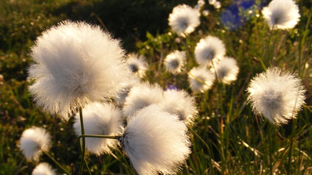 Several strands of cotton grass dance in the breeze bathed in light of a setting sun. 