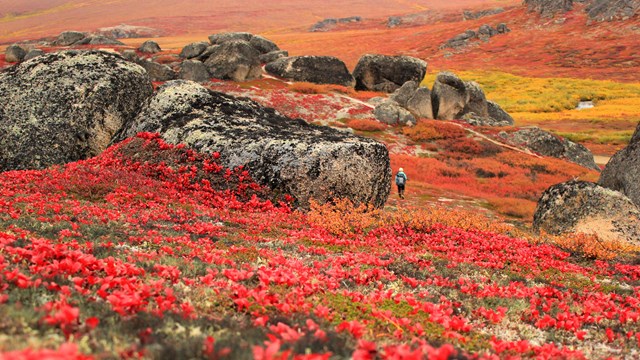 The tundra is red and orange as the autumn settles in. A lone hike walks amongst the tors. 