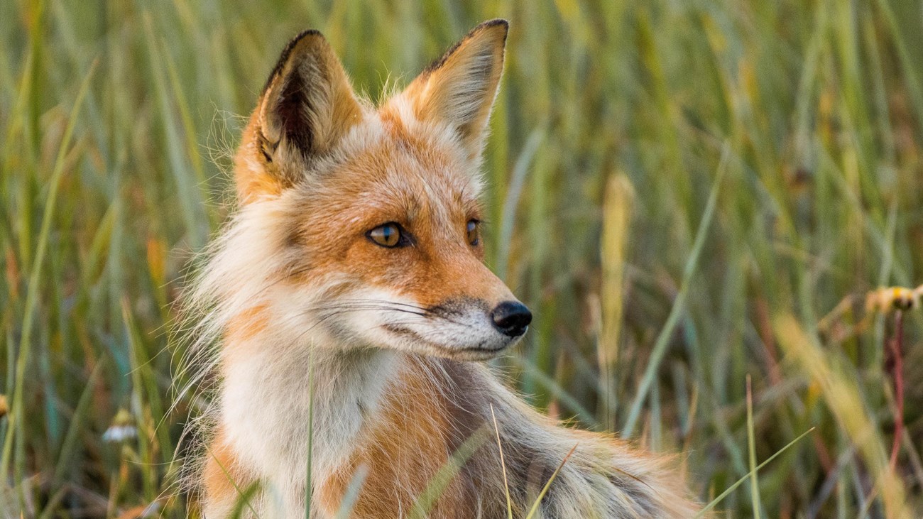 A red fox peering over a grassy knoll. 