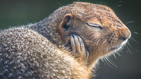 An arctic ground squirrel rests its head on its hand. 