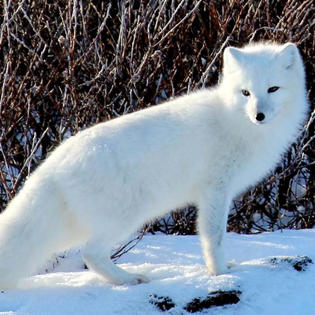 A small white fox with stubby legs and a small head stands before a willow bush. 