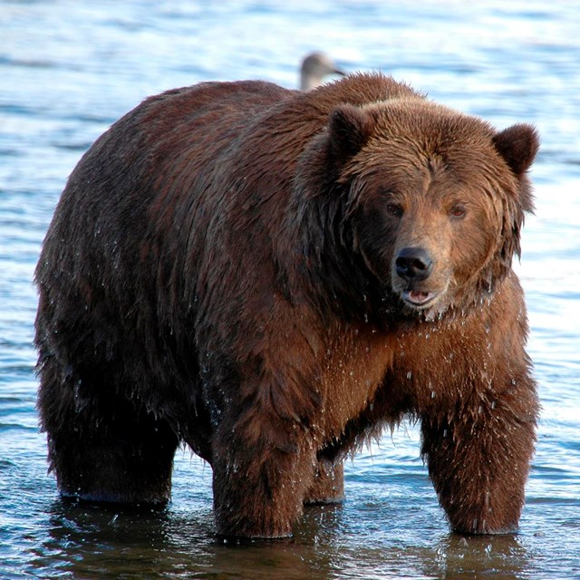 brown bear bering land