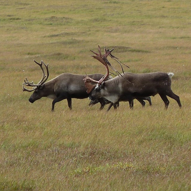 A trio of caribou folic in a wide open grassland. 