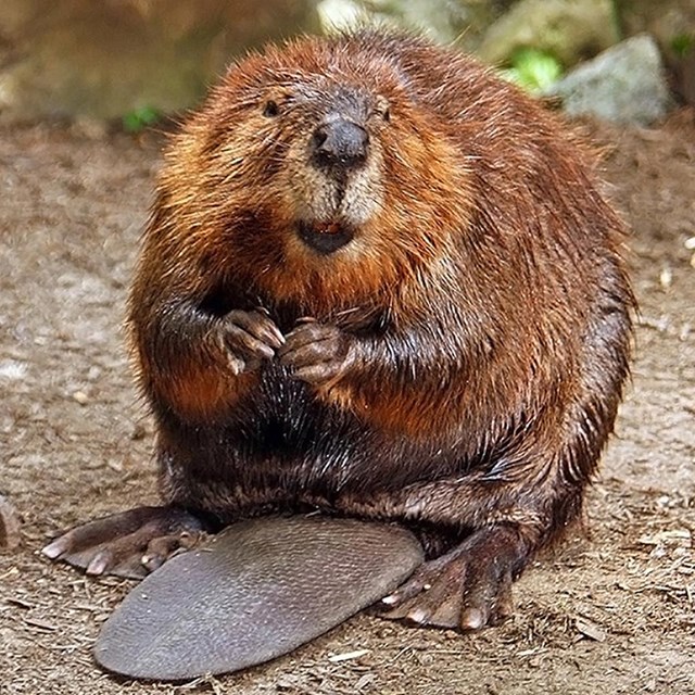 A beaver stands on its hind legs with its tail curled under it. 