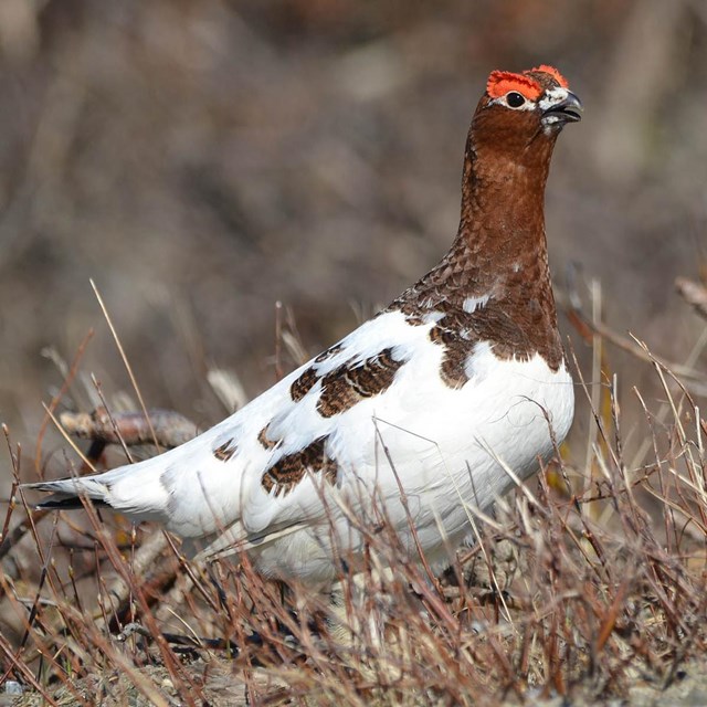 A chicken-like bird with white plumage on its body and rust colored feathers on its neck. 
