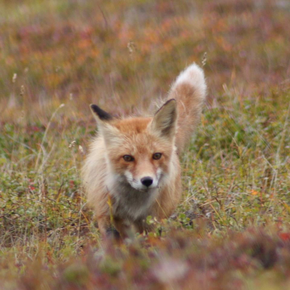 A fox peering over a grassy knoll. 