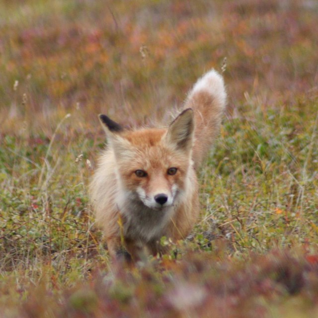 A fox peering over a grassy knoll. 