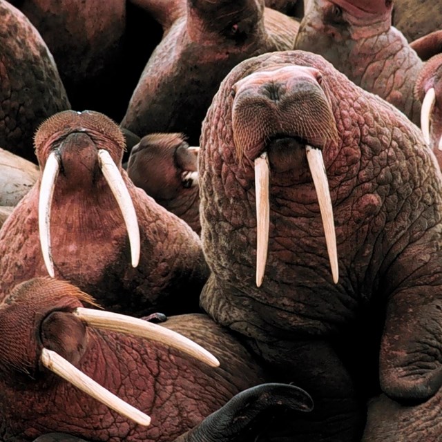 A gathering of walrus. 