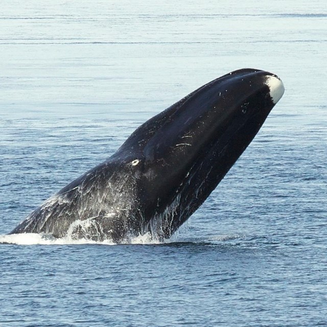A bowhead whale breeches the surface.